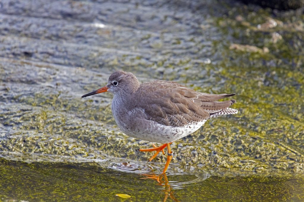 Redshank by water