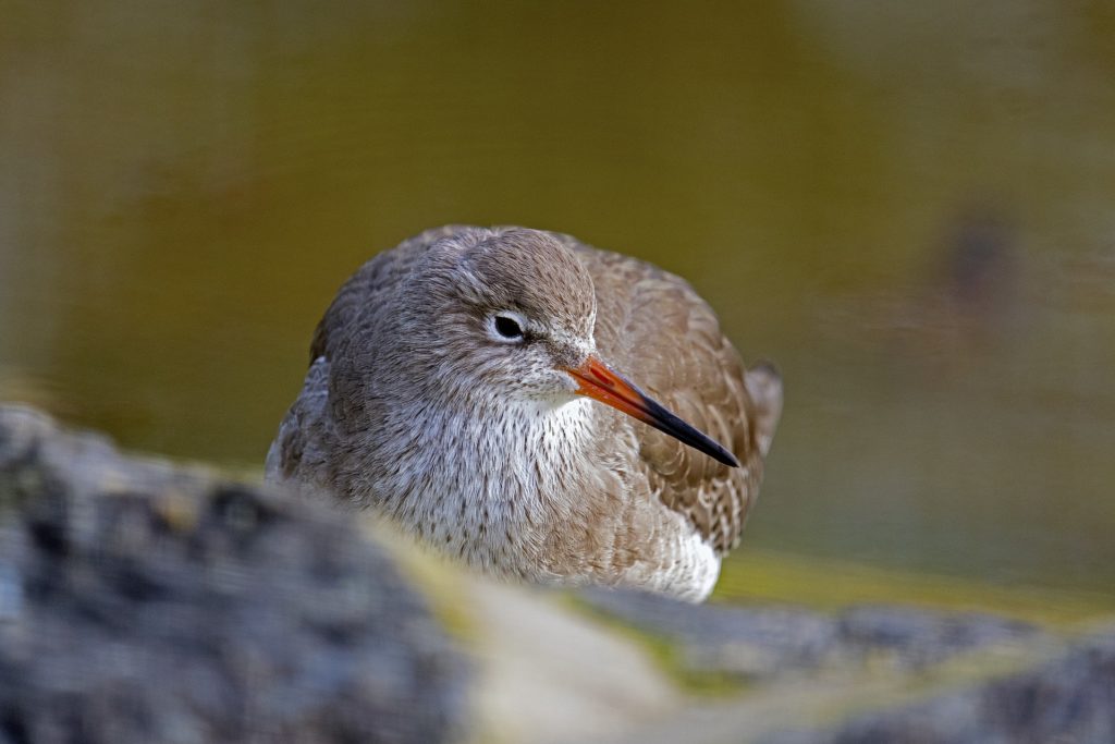 A close-up of a redshank bird