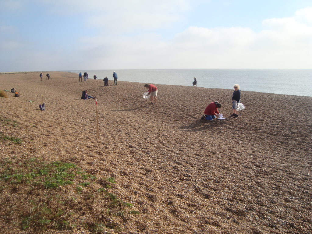 Beach Clean