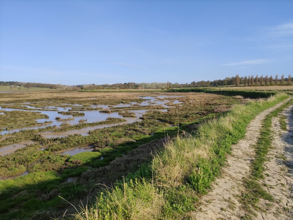 Trimley Marshes