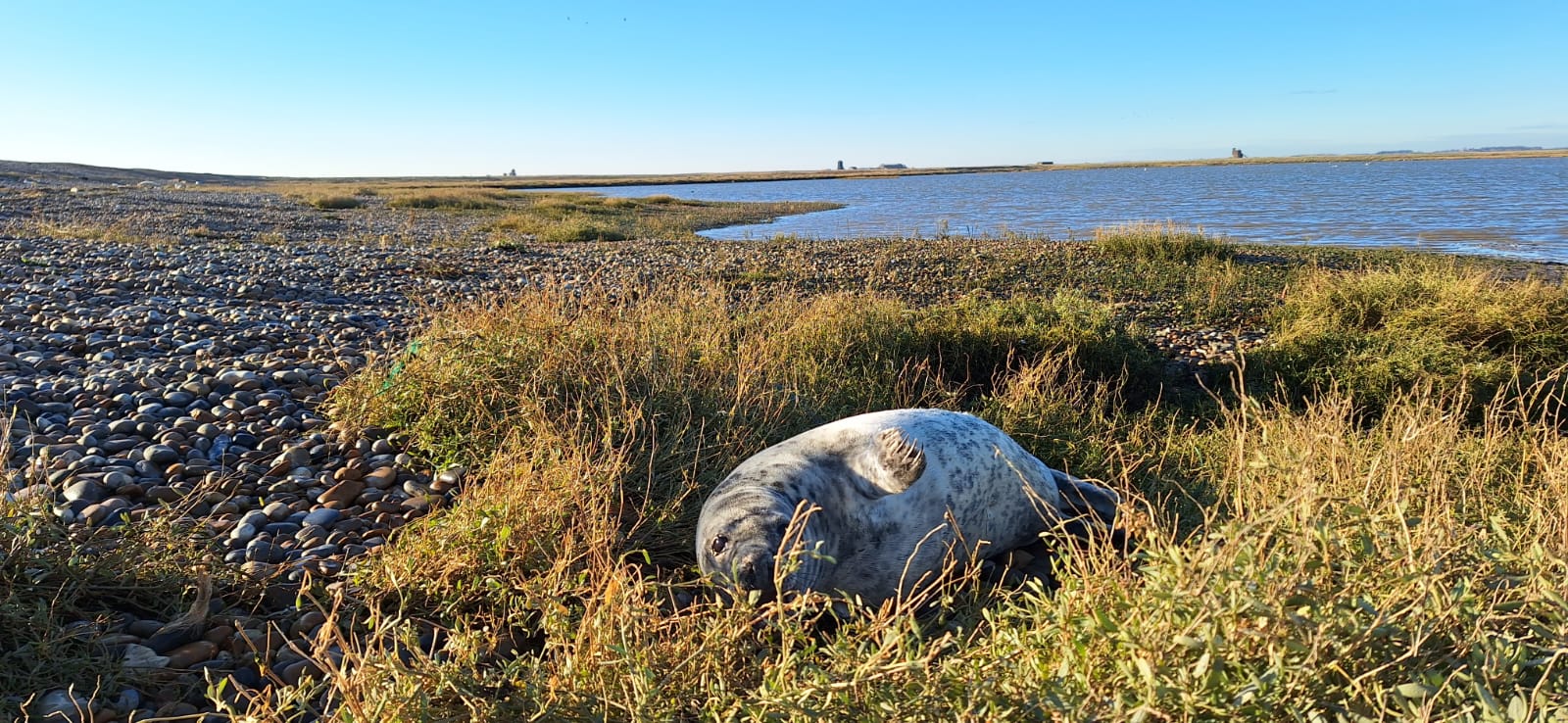 Grey seal on the shingle at Orford Ness. Credit – Andrew Capell National Trust