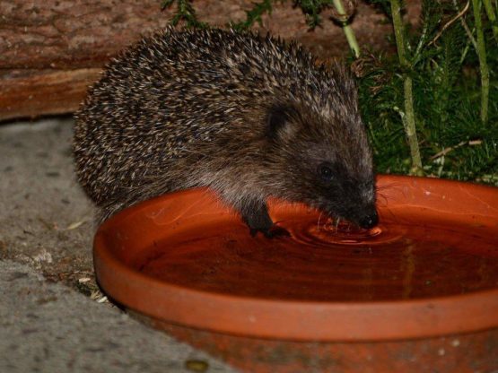 A hedgehog drinking water