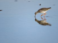 Redshank fishing in shallow water