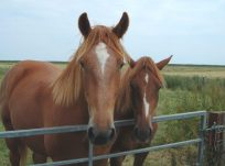 Two horses by a fence