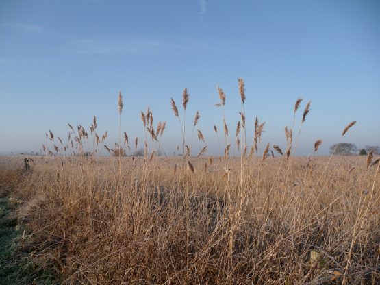 Landscape view of Aldeburgh Marshes