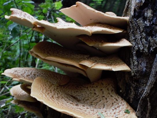 A close-up photo of mushrooms on a tree trunk