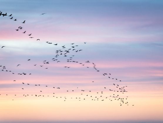 A flock of birds at the sun sets