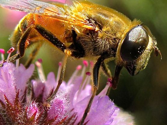 Closeup of a hoverfly on flower