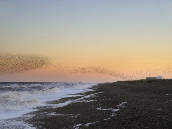 Murmuration of birds above a beach