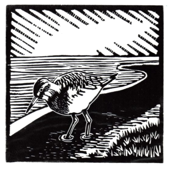 An image showing an illustration of a Redshank bird used for the National Landscape Award