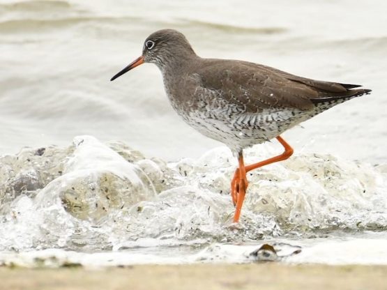 Redshank birtd in the river deben