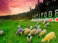 Multi-coloured sheep at Latitude festival