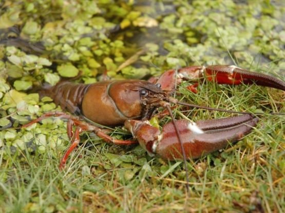 American Signal Crayfish