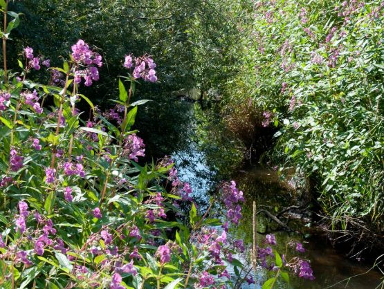 Himalayan Balsam