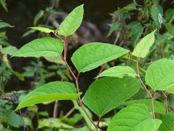 Japanese Knotweed