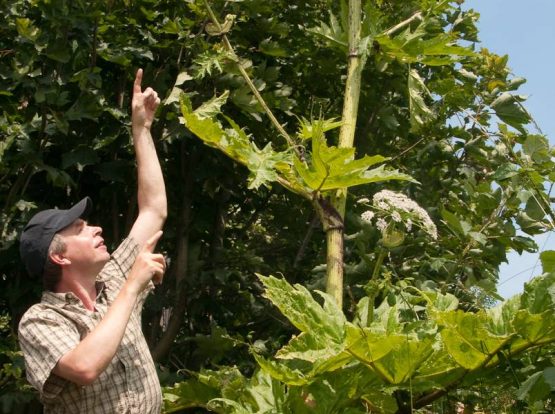 Giant Hogweed