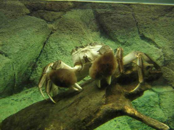 Crab on log