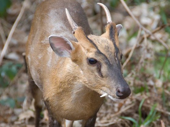 Muntjac