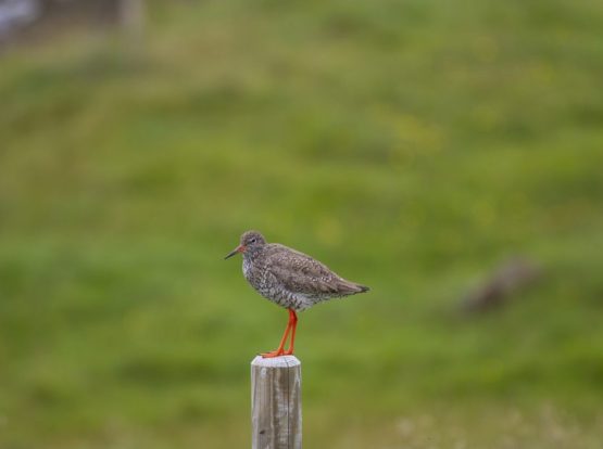 Redshank on a wooden post