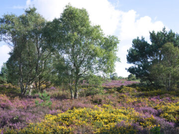 Sandlings Heath heathland