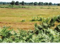 Field in Sutton Heath