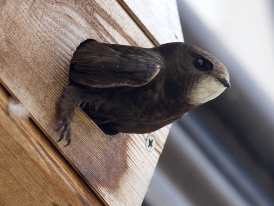 Swift bird in a swift box