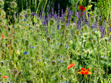 Wildflowers {{brizy_dc_image_alt imageSrc=